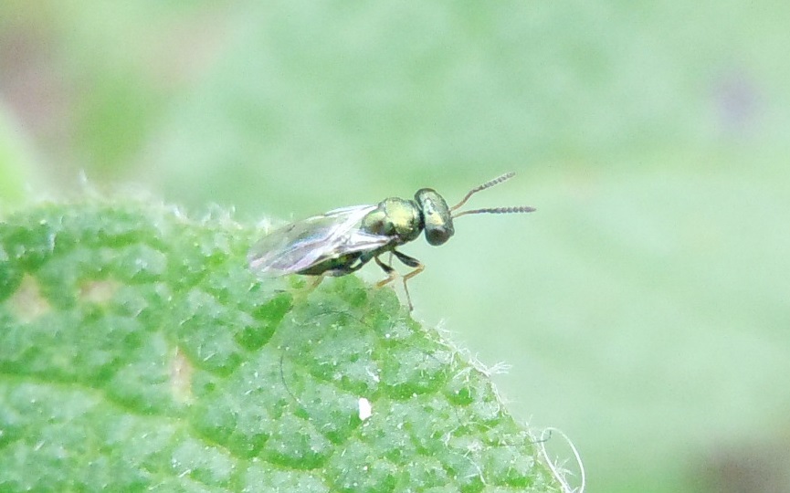 Piccolo, verde metallizzato:  cfr. Pteromalidae